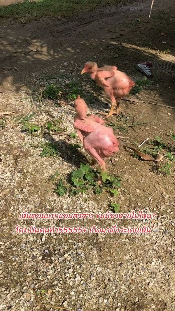 ไก่เบตง ไก่เบตง