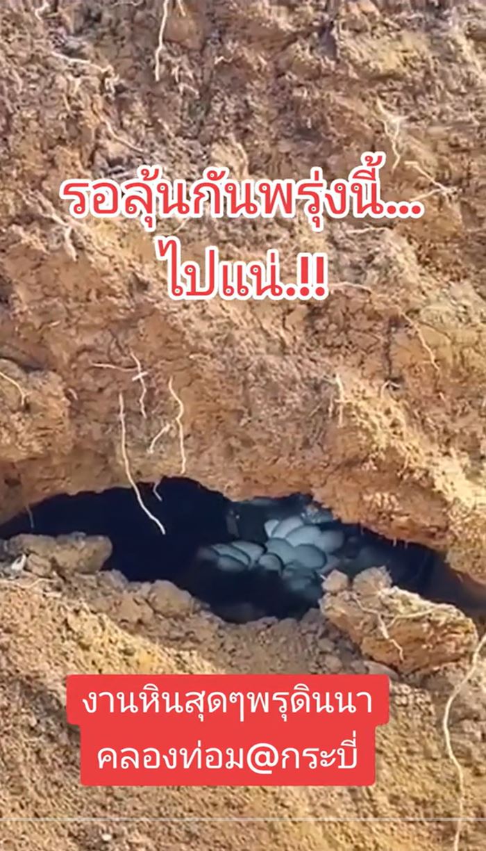 งูเห่ากกไข่ งูเห่ากกไข่