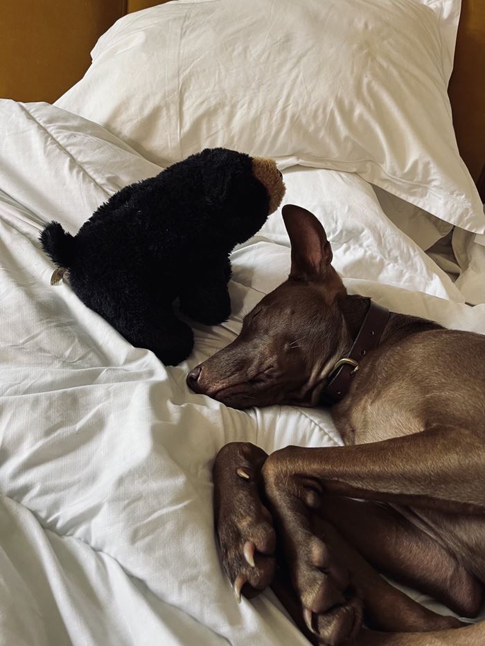 หมาจรไทย หมาจรไทย