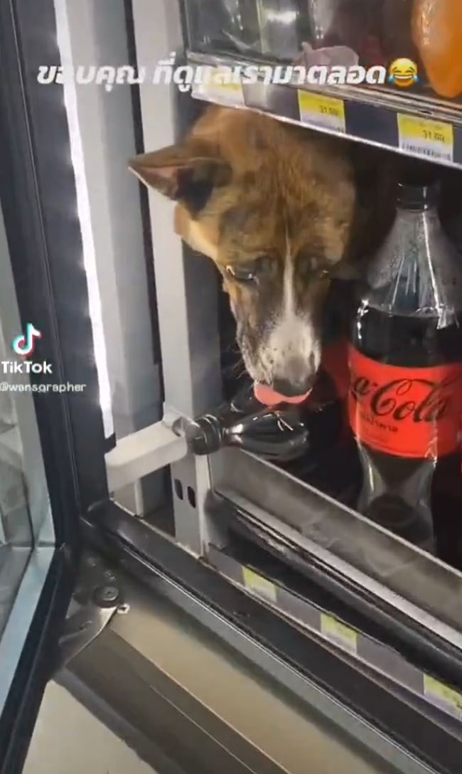 หมาหน้าเซเว่น หมาหน้าเซเว่น