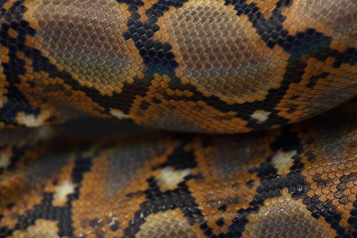 งูกินคน งูกินคน