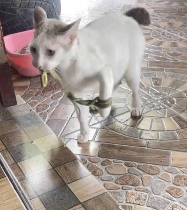 แมวคาบงู แมวคาบงู