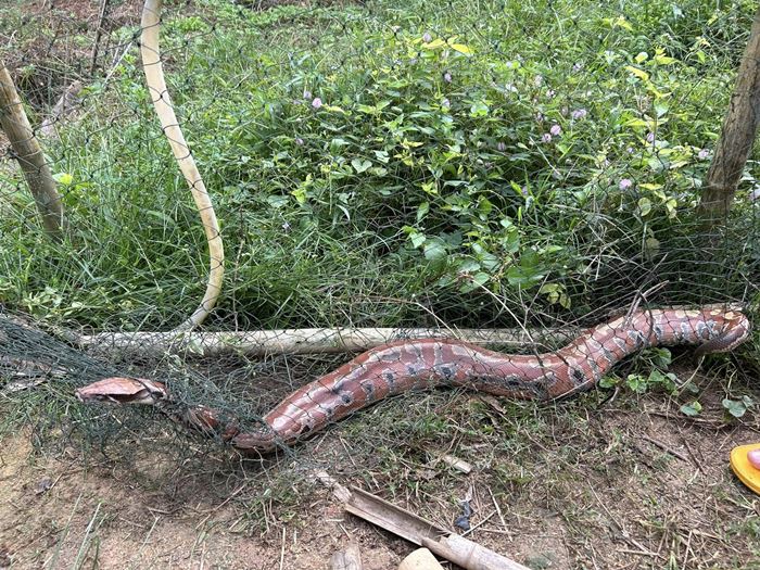 งูหลามปากเป็ด งูหลามปากเป็ด