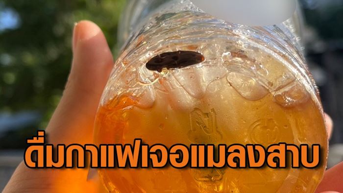 แมลงสาบในกาแฟ แมลงสาบในกาแฟ