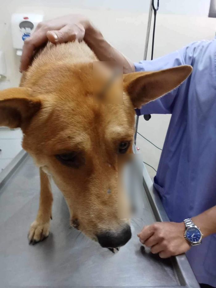 ทารุณกรรมสัตว์ ทารุณกรรมสัตว์