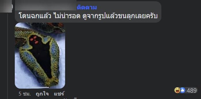 งูสวยงาม งูสวยงาม