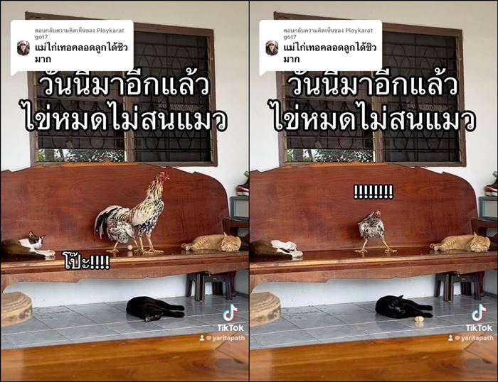 ออกไข่บนโซฟา ออกไข่บนโซฟา