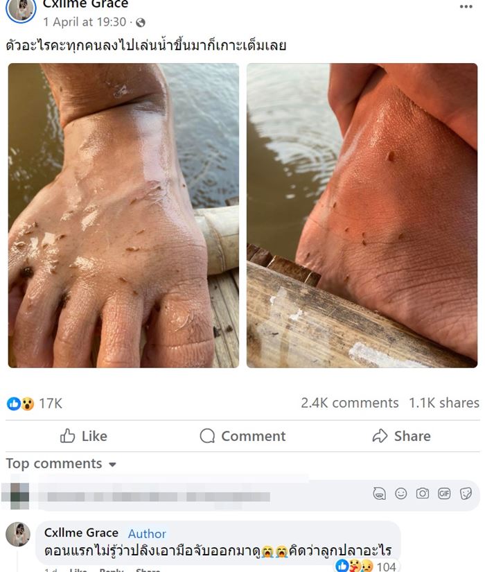 ปลิงเข็ม ปลิงเข็ม