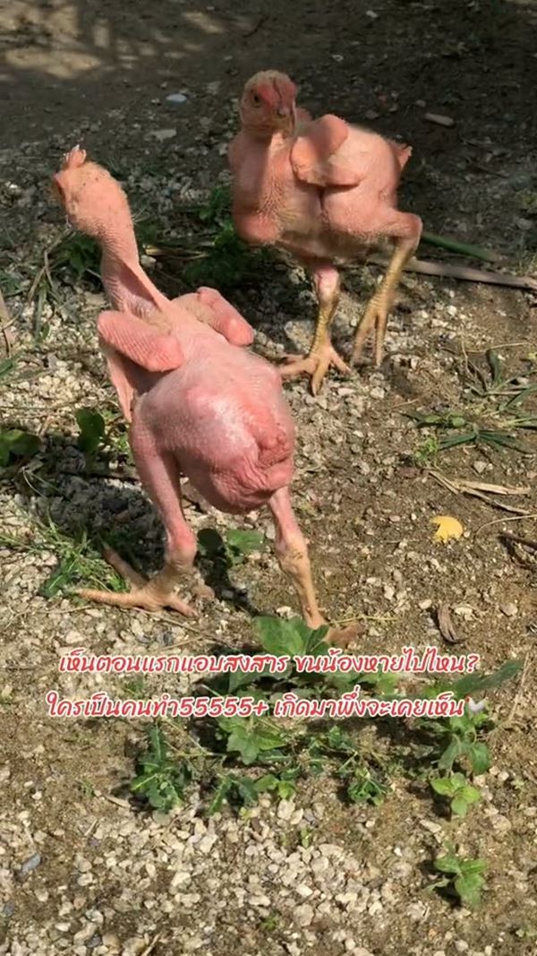 ไก่เบตง ไก่เบตง