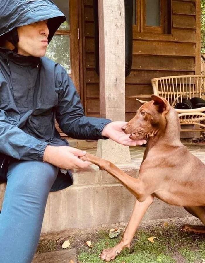 หมาจรไทย หมาจรไทย