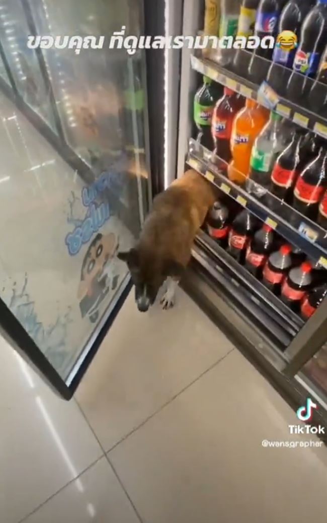 หมาหน้าเซเว่น หมาหน้าเซเว่น