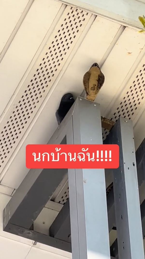งูปลอม งูปลอม