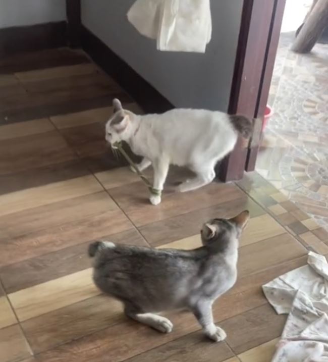 แมวคาบงู แมวคาบงู