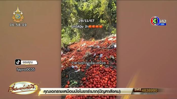 แม่ค้าเทมะเขือเทศทิ้งวันละพันตะกร้า พ้อขายไม่ได้ ราคาตกฮวบ แม่ค้าเทมะเขือเทศทิ้งวันละพันตะกร้า พ้อขายไม่ได้ ราคาตกฮวบ