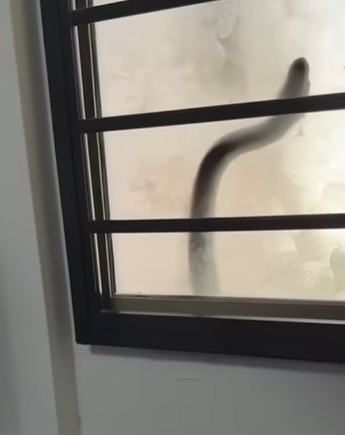 เจ้าของบ้านสะดุ้ง เสียงเคาะปริศนาดังข้างหน้าต่าง เจ้าของบ้านสะดุ้ง เสียงเคาะปริศนาดังข้างหน้าต่าง