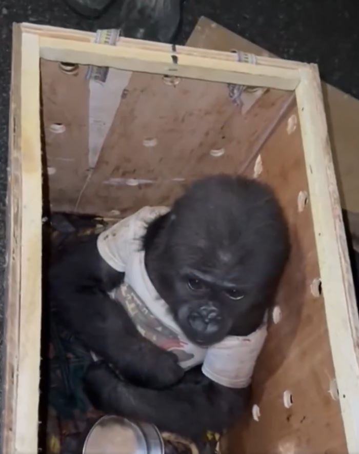 ลูกกอริลลา นั่งตาแป๋วในกรง ลูกกอริลลา นั่งตาแป๋วในกรง