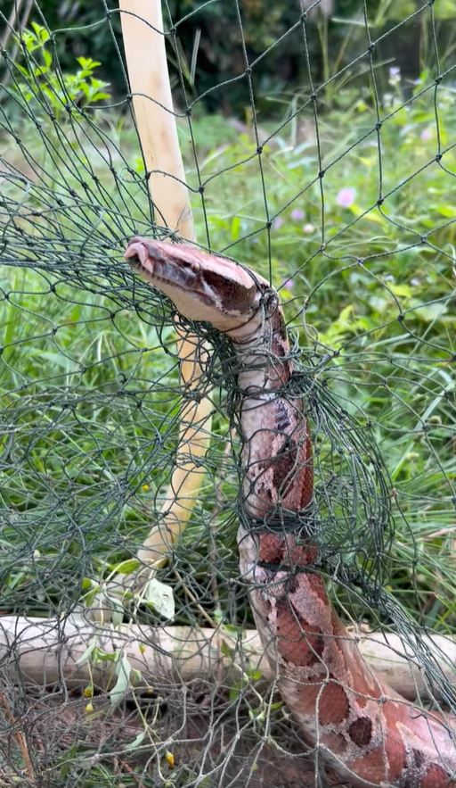 งูหลามปากเป็ด งูหลามปากเป็ด