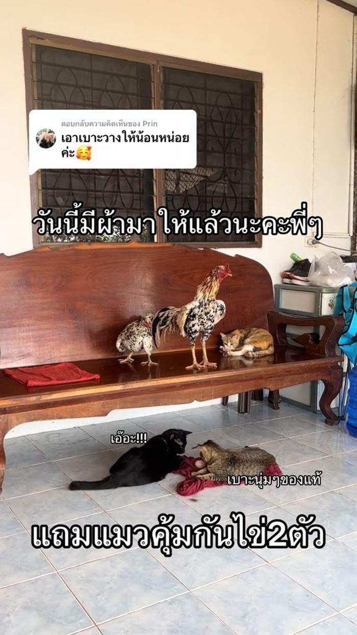 ออกไข่บนโซฟา ออกไข่บนโซฟา