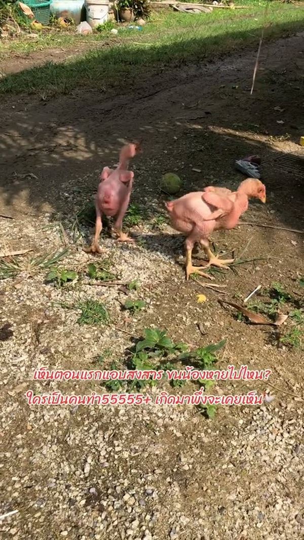 ไก่เบตง ไก่เบตง