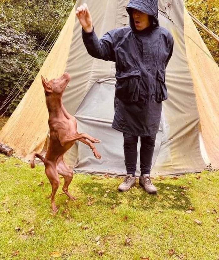 หมาจรไทย หมาจรไทย