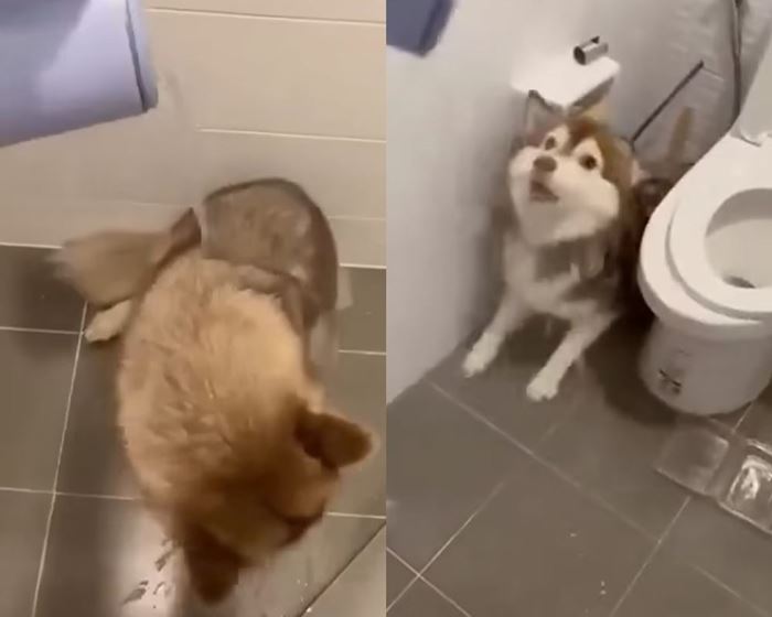 น้ำร้อนราดหัวหมา น้ำร้อนราดหัวหมา