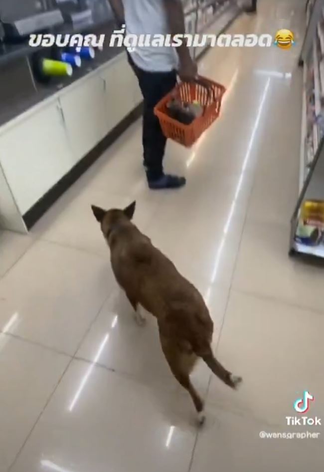 หมาหน้าเซเว่น หมาหน้าเซเว่น