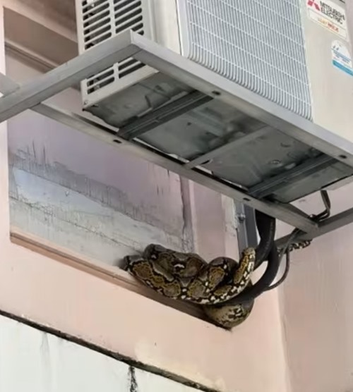 เจ้าของบ้านสะดุ้ง เสียงเคาะปริศนาดังข้างหน้าต่าง เจ้าของบ้านสะดุ้ง เสียงเคาะปริศนาดังข้างหน้าต่าง