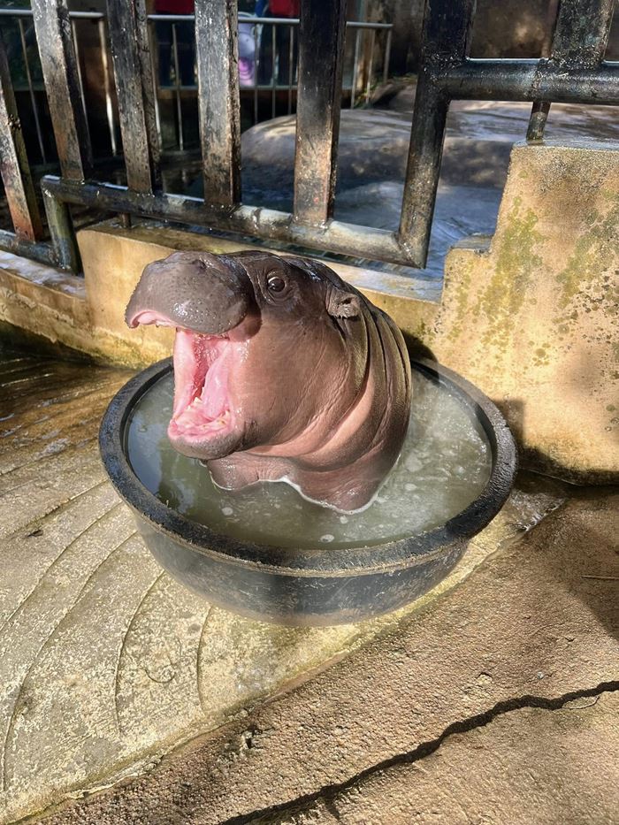 วิทาลิก บูเทอริน มหาเศรษฐีคริปโท บริจาค 10 ล้าน สร้างบ้านใหม่ให้ หมูเด้ง วิทาลิก บูเทอริน มหาเศรษฐีคริปโท บริจาค 10 ล้าน สร้างบ้านใหม่ให้ หมูเด้ง