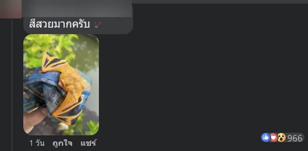 ค้างคาวสีส้ม ค้างคาวสีส้ม