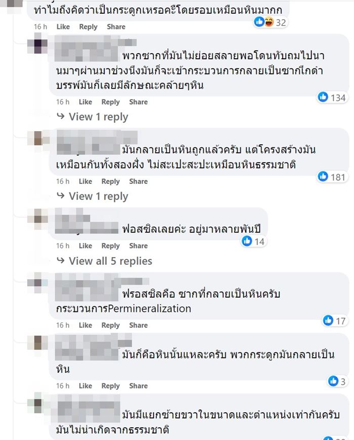 กระดูกไดโนเสาร์ กระดูกไดโนเสาร์