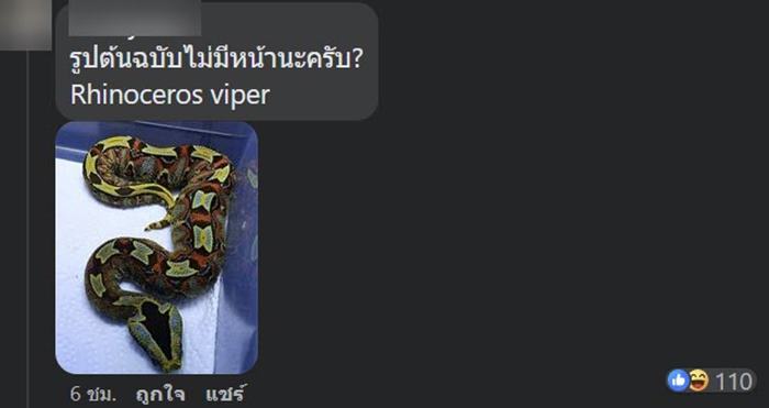 งูสวยงาม งูสวยงาม