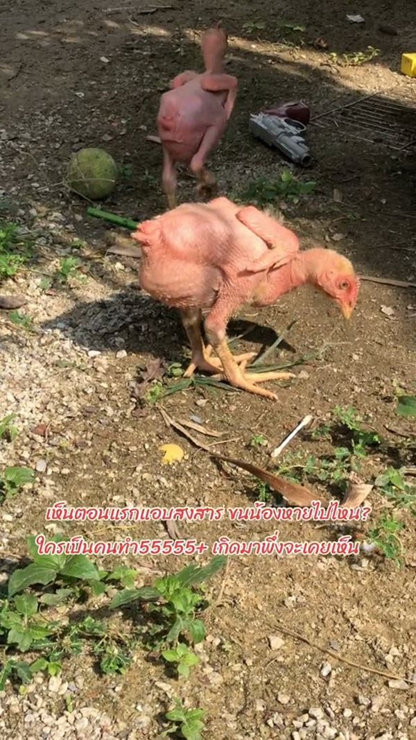 ไก่เบตง ไก่เบตง