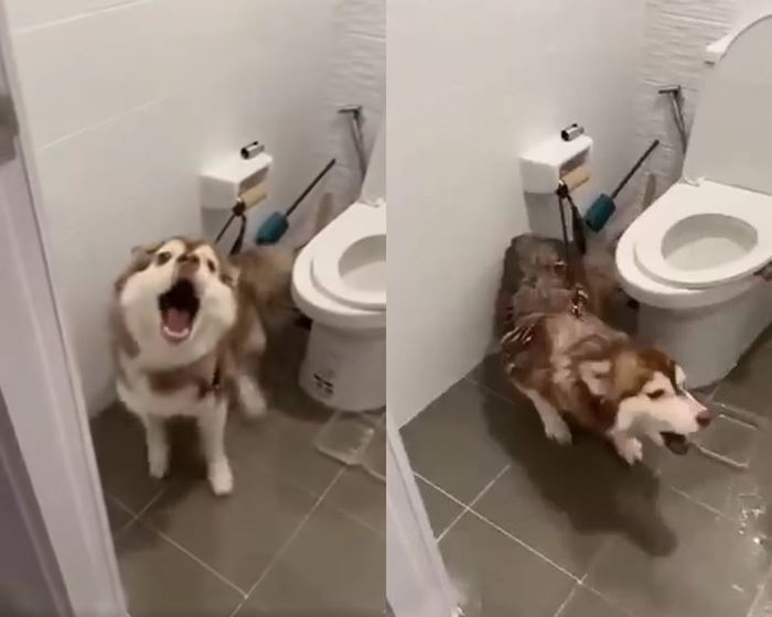 น้ำร้อนราดหัวหมา น้ำร้อนราดหัวหมา