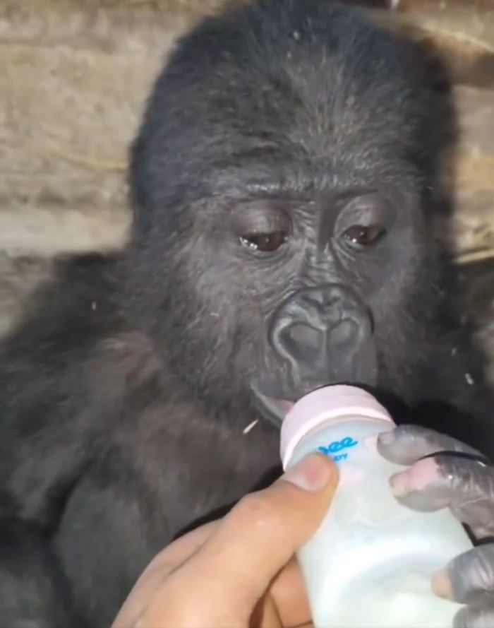 ลูกกอริลลา นั่งตาแป๋วในกรง ลูกกอริลลา นั่งตาแป๋วในกรง