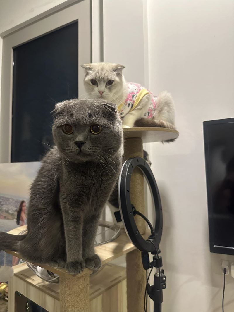 โยนแมวจากชั้น 21 โยนแมวจากชั้น 21