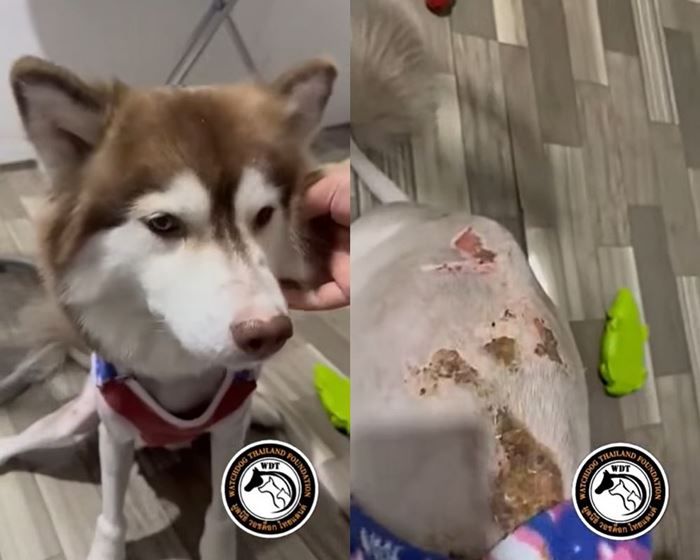 น้ำร้อนราดหัวหมา น้ำร้อนราดหัวหมา