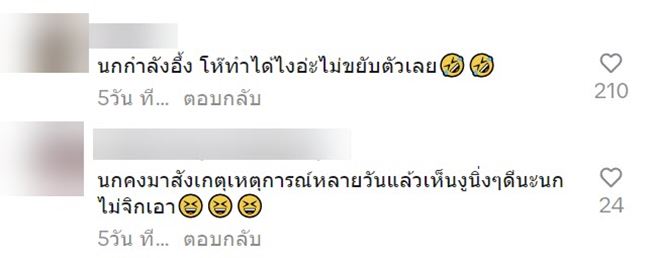 งูปลอม งูปลอม