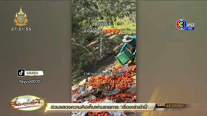 แม่ค้าเทมะเขือเทศทิ้งวันละพันตะกร้า พ้อขายไม่ได้ ราคาตกฮวบ แม่ค้าเทมะเขือเทศทิ้งวันละพันตะกร้า พ้อขายไม่ได้ ราคาตกฮวบ