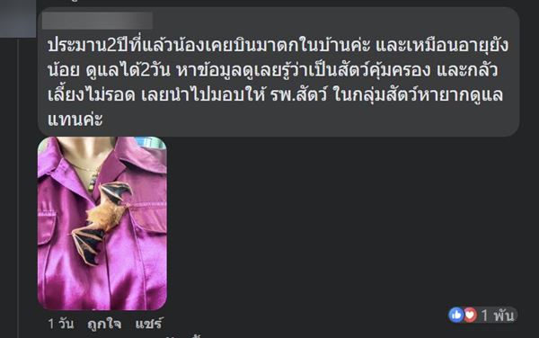 ค้างคาวสีส้ม ค้างคาวสีส้ม