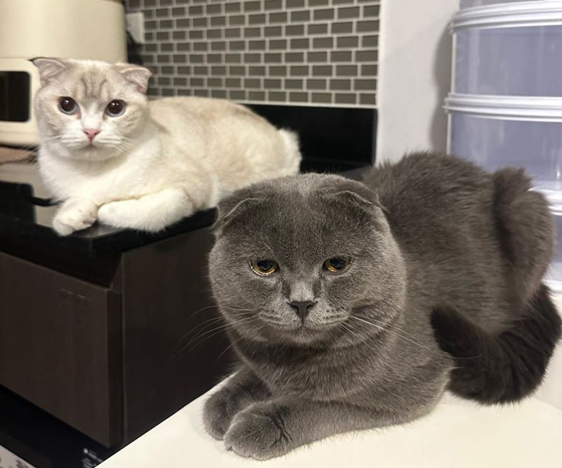 โยนแมวจากชั้น 21 โยนแมวจากชั้น 21