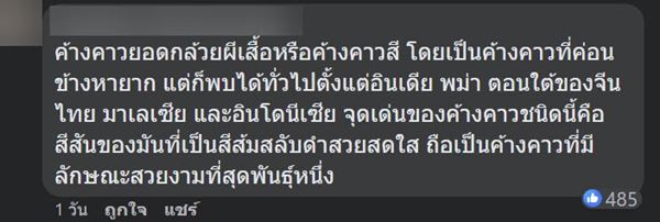 ค้างคาวสีส้ม ค้างคาวสีส้ม