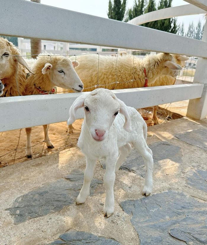 Bucolic Khaoyai Bucolic Khaoyai