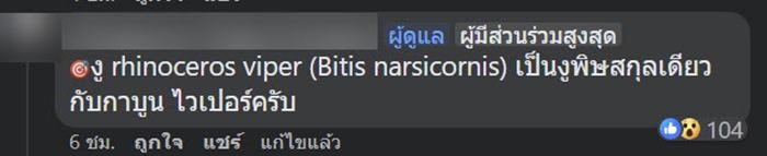 งูสวยงาม งูสวยงาม