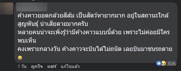 ค้างคาวสีส้ม ค้างคาวสีส้ม