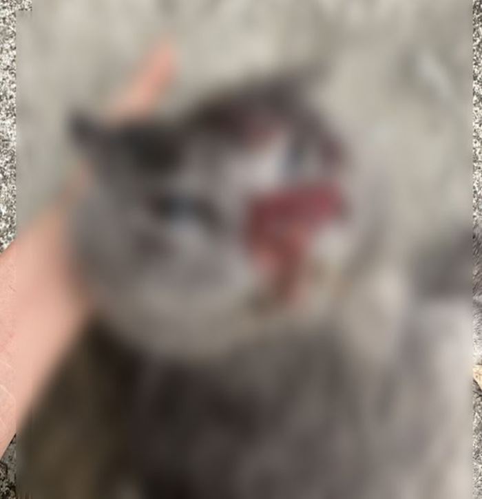 โยนแมว โยนแมว