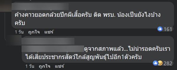 ค้างคาวสีส้ม ค้างคาวสีส้ม