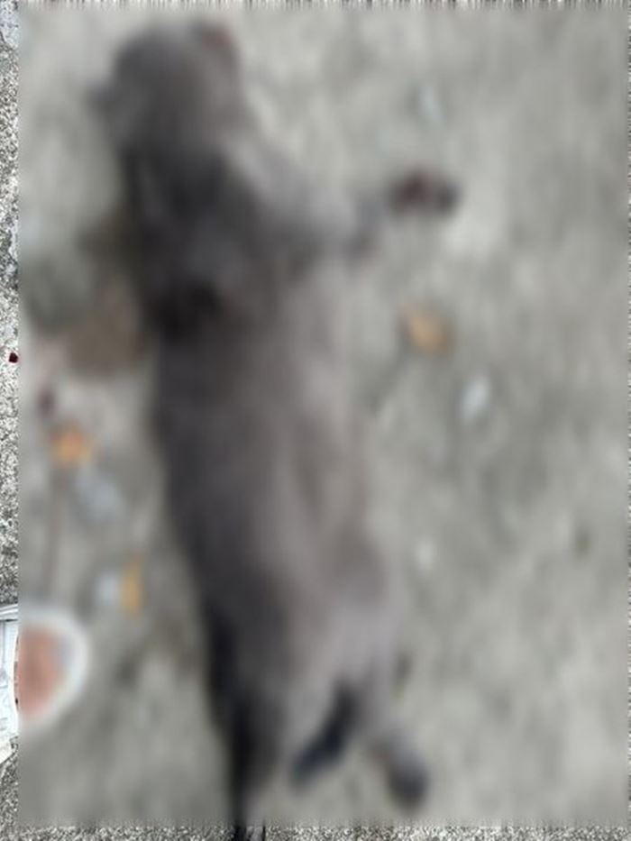 โยนแมว โยนแมว