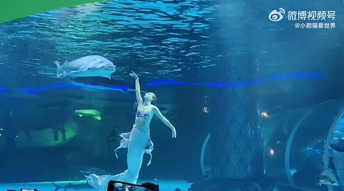 ปลางับหัวเงือกสาวในอควาเรียม ปลางับหัวเงือกสาวในอควาเรียม