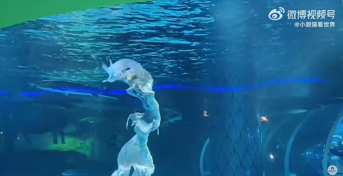 ปลางับหัวเงือกสาวในอควาเรียม ปลางับหัวเงือกสาวในอควาเรียม