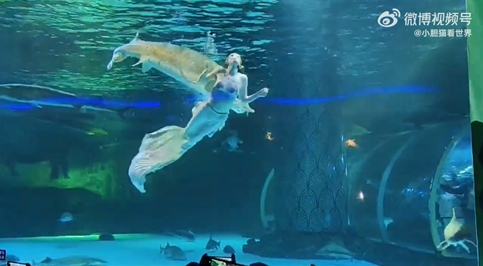 ปลางับหัวเงือกสาวในอควาเรียม ปลางับหัวเงือกสาวในอควาเรียม